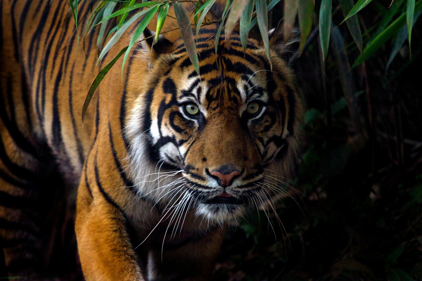 Pekerja Perusahaan HTI di Riau Diduga Tewas Diterkam Harimau