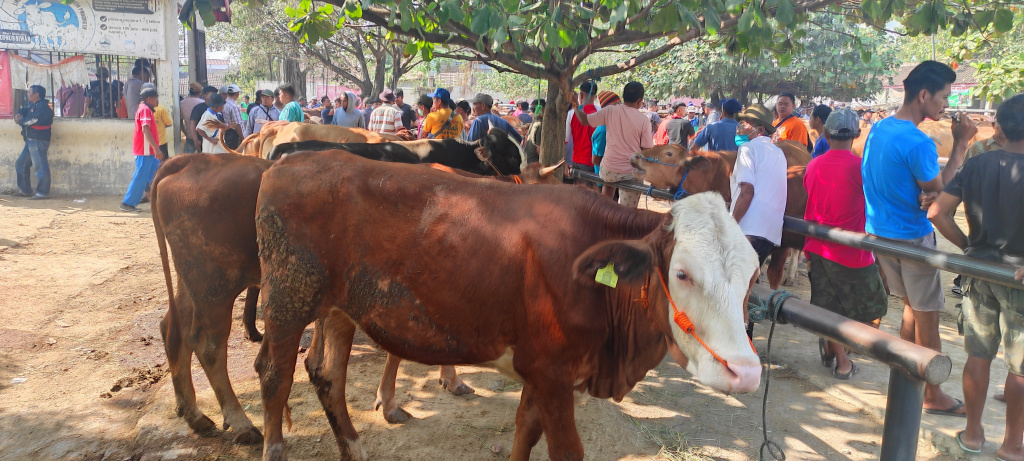 Aspin Jateng Khawatir Penjualan Sapi urun 10% saat Idul Adha akibat PMK