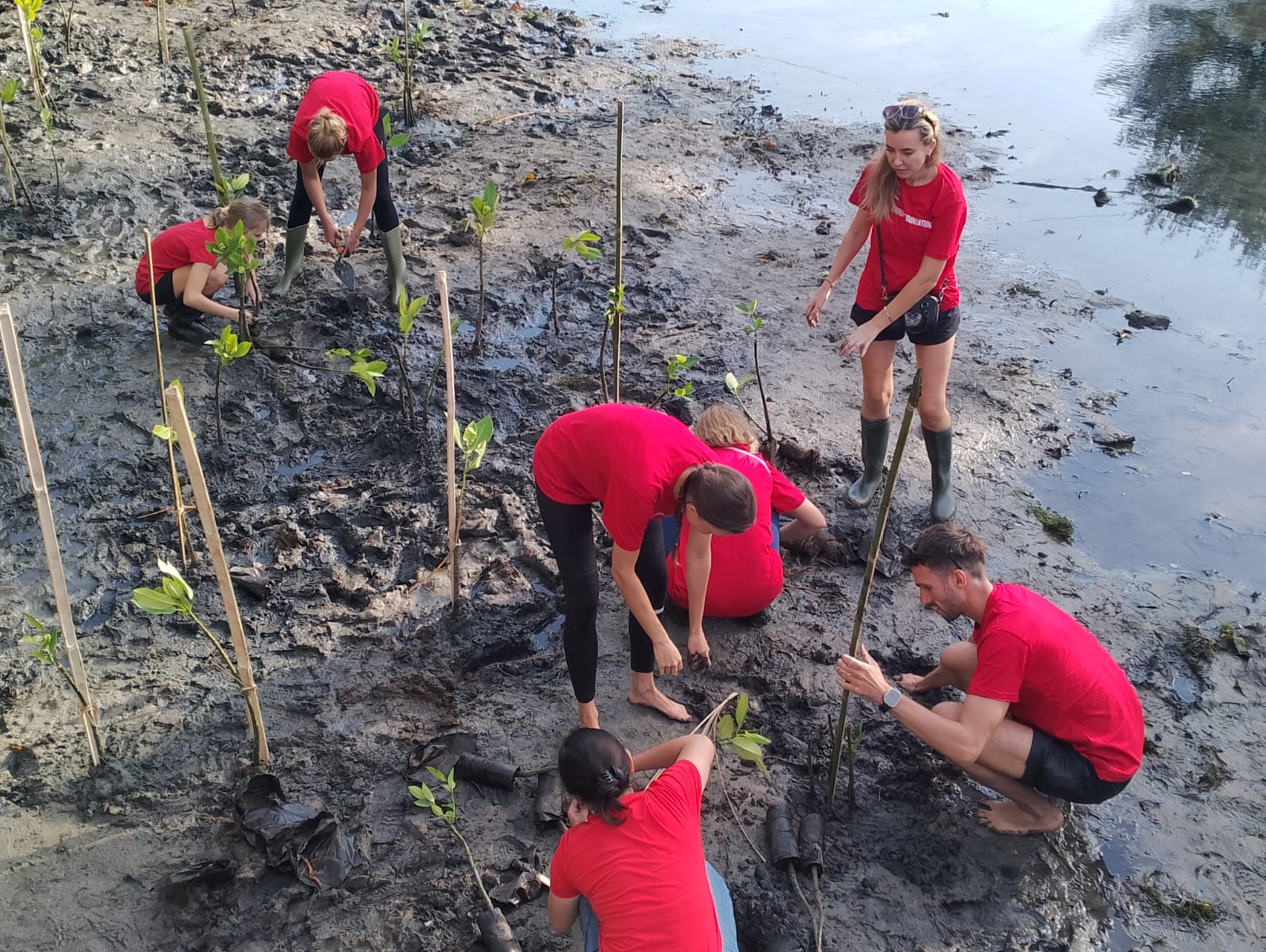 Komunitas WNA di Bali menanam mangrove di Pantai Mertasari Sanur.