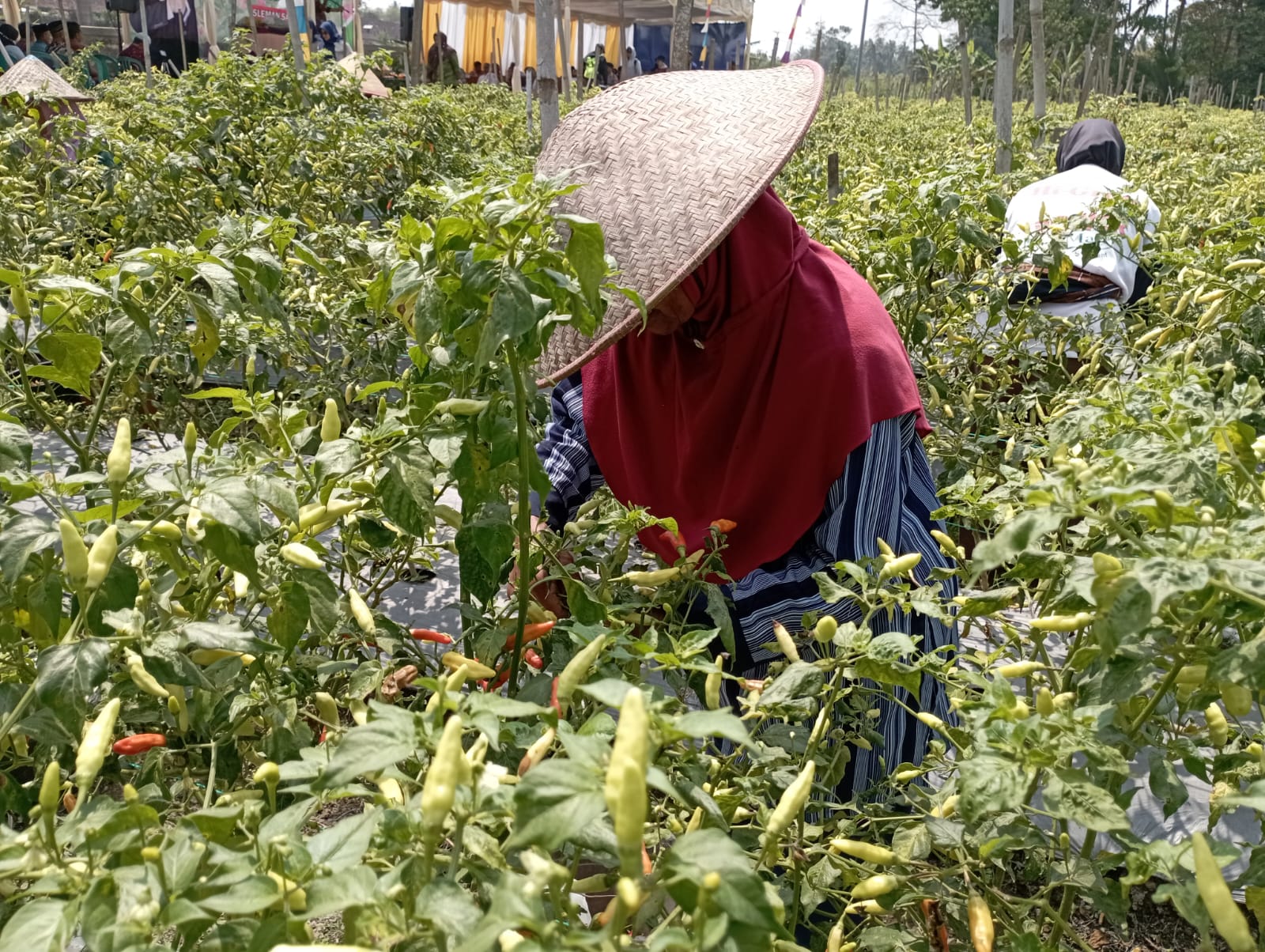 Pemkab Sleman dampingi kelompok wanita tani (KWT) agar semakn sejahtera.