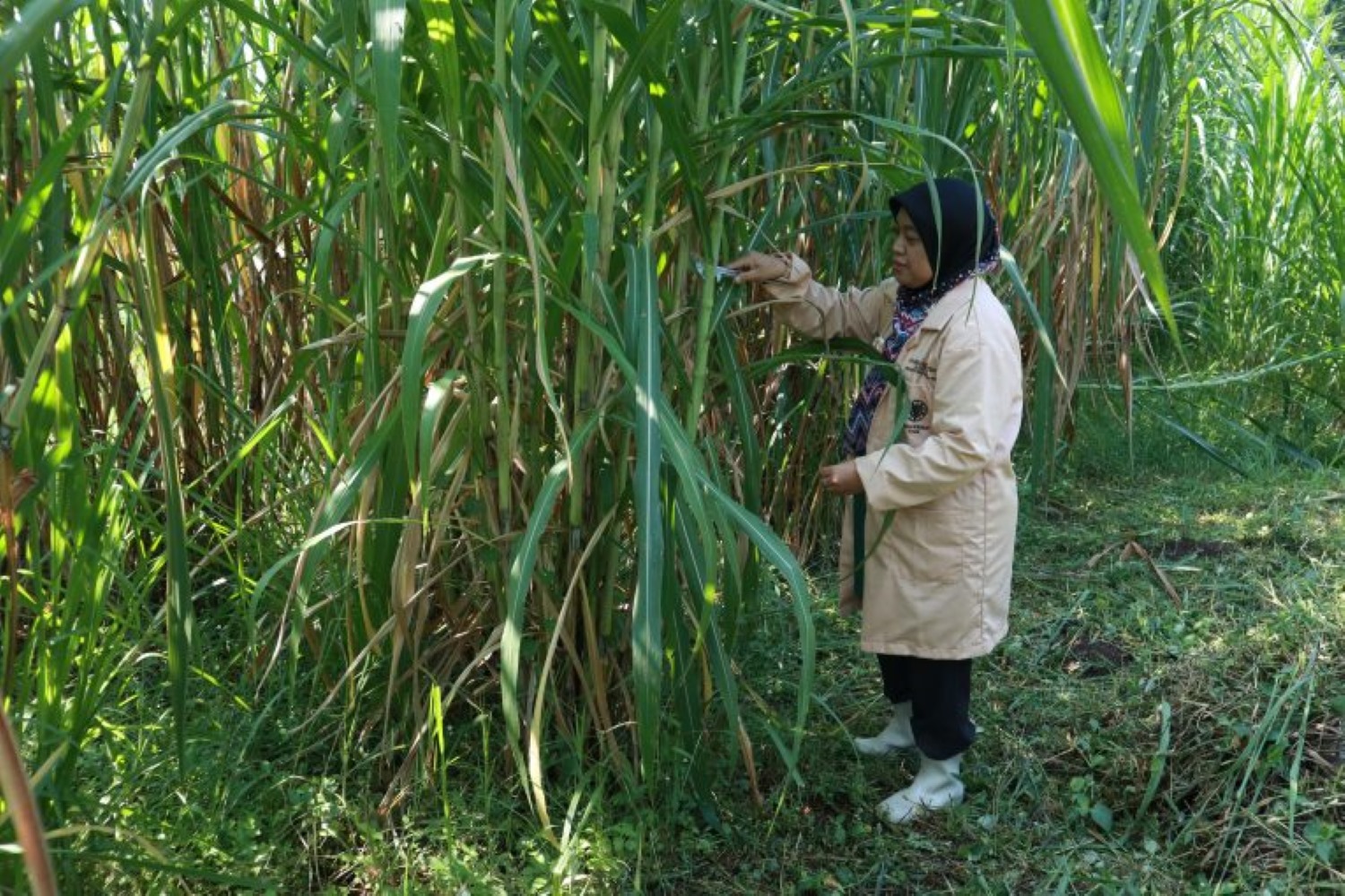 Rumput Gama Umami dan Chirory Cegah Erosi dan Sedimentasi