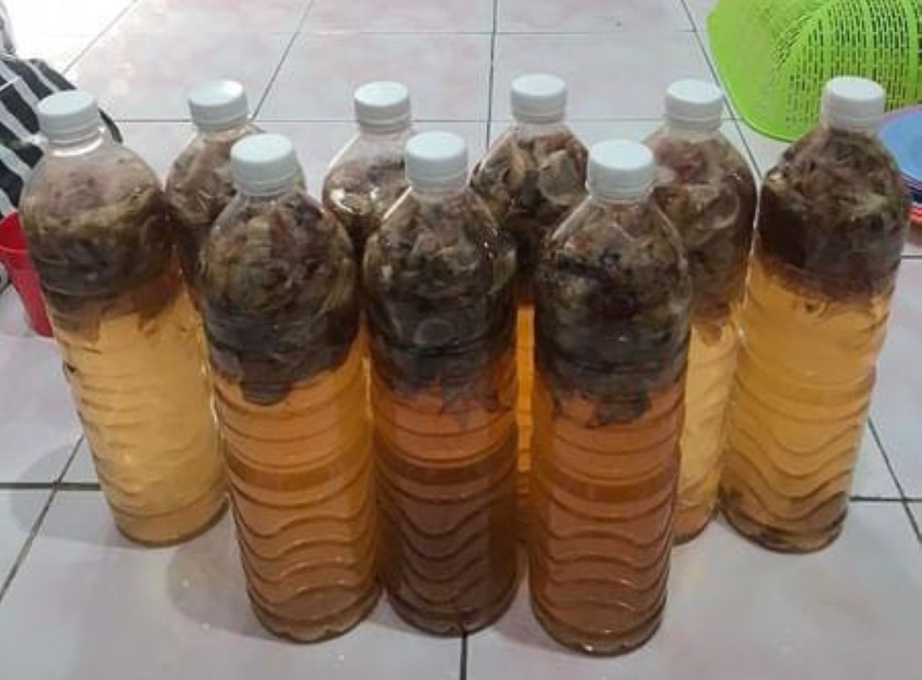 Mengolah Daun Bawang  Jadi Pestisida Alami