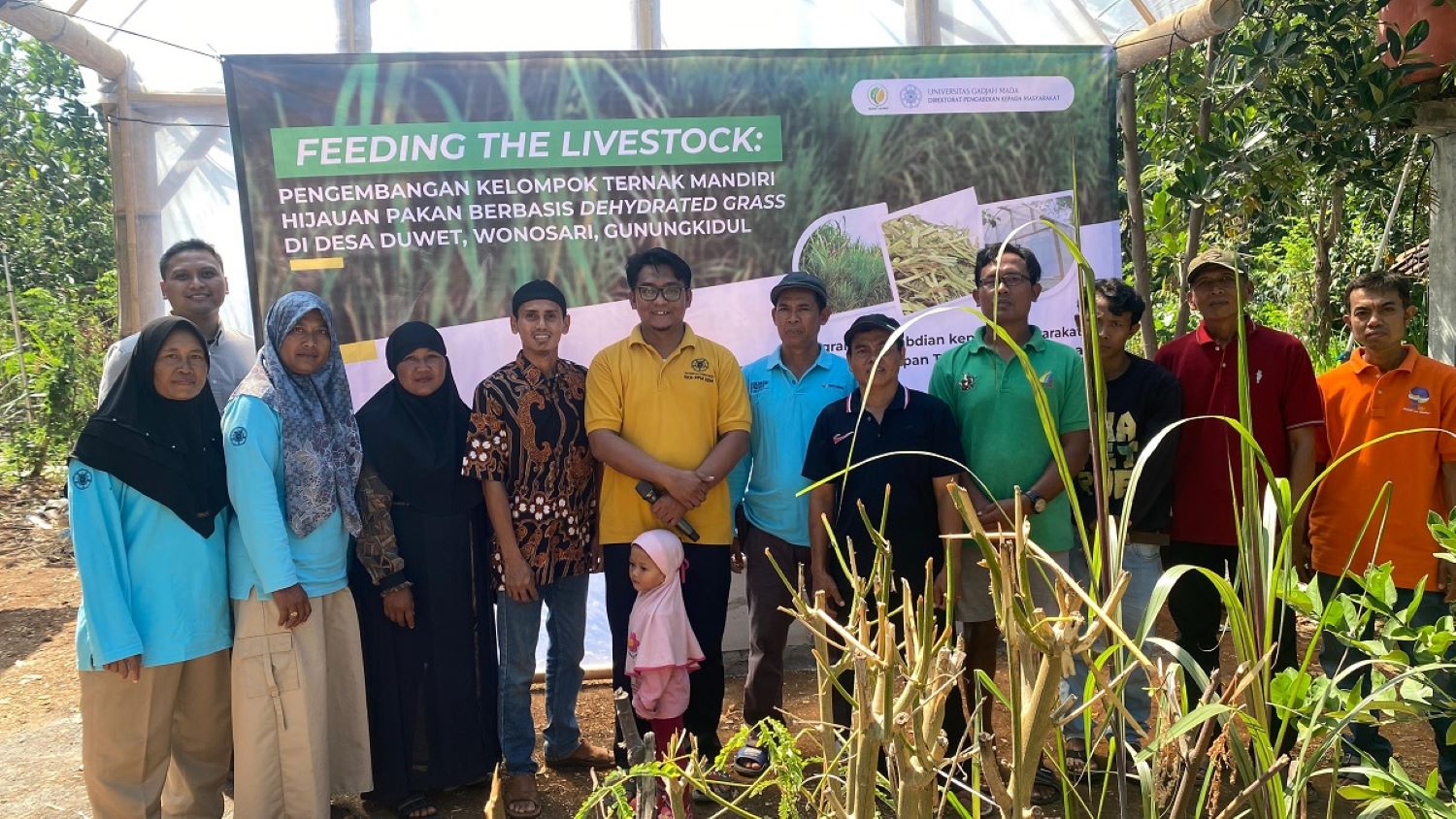 UGM Kenalkan Teknologi Dehydrated Grass untuk Pakan Ternak