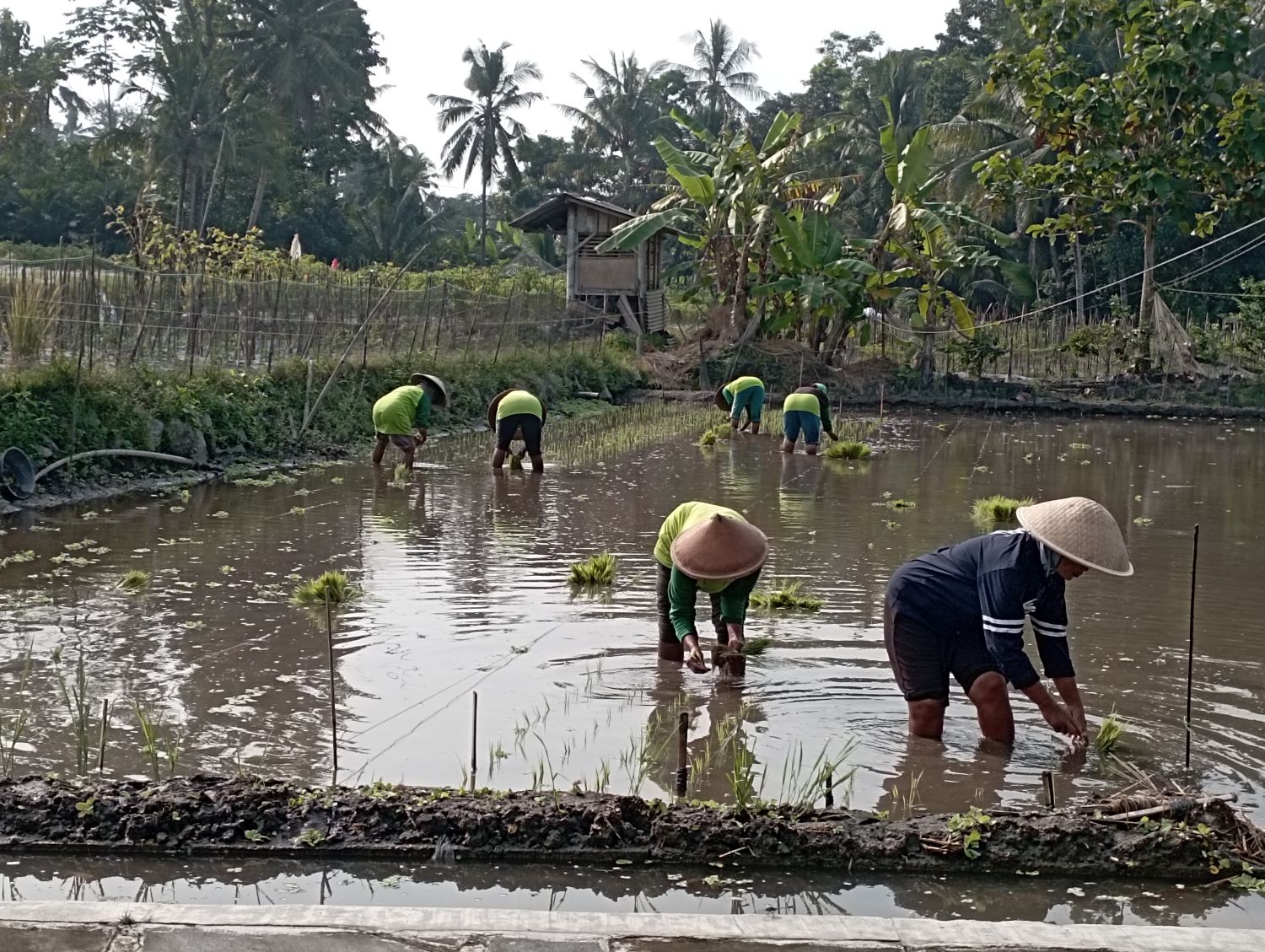 Nilai Tukar Petani dan Harga Gabah di DIY Alami Kenaikan