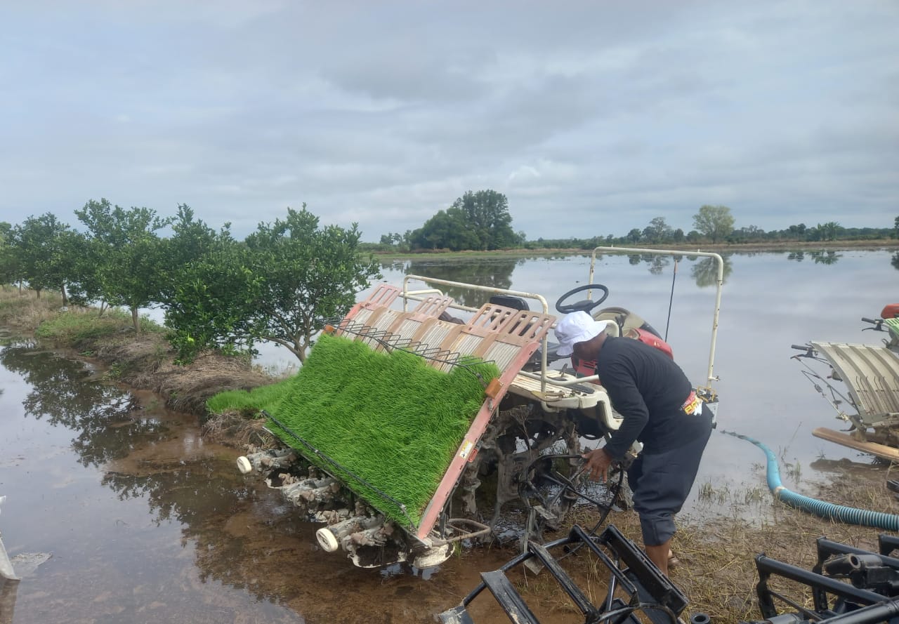 Kementan Libatkan 15 Ribu Petani Milenial di Kalsel-Kalteng