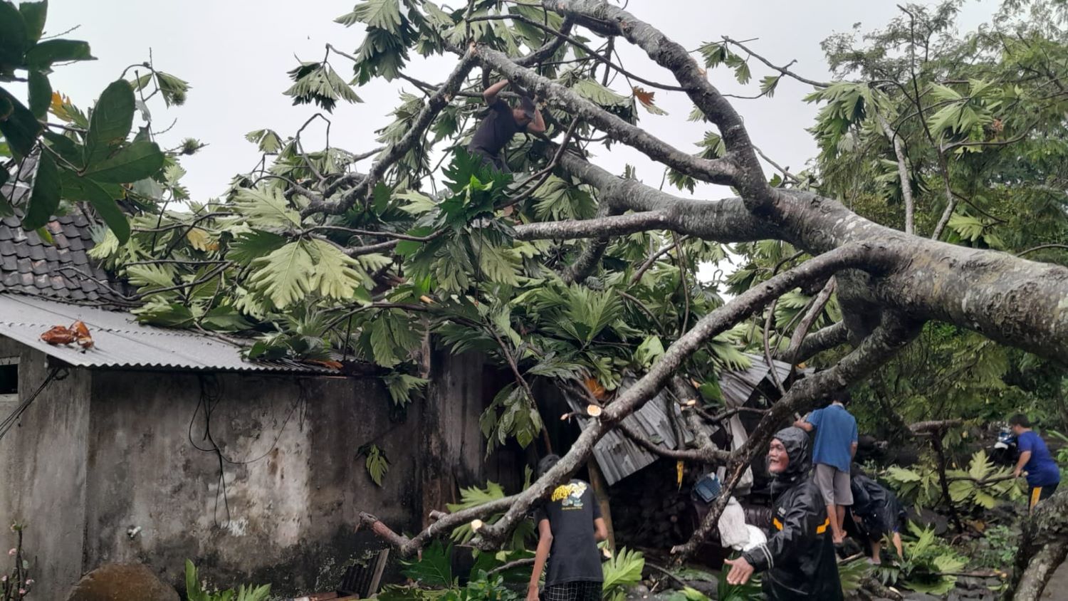 HUJAN deras disertai angin kencang yang mengguyur wilayah Kapanewon Godean, Kapanewon Minggir, Seyegan dan Mlati pada Sabtu (16/11) siang menyebabkan sejumlah pohon tumbang serta baliho dan atap rumah beterbangan.