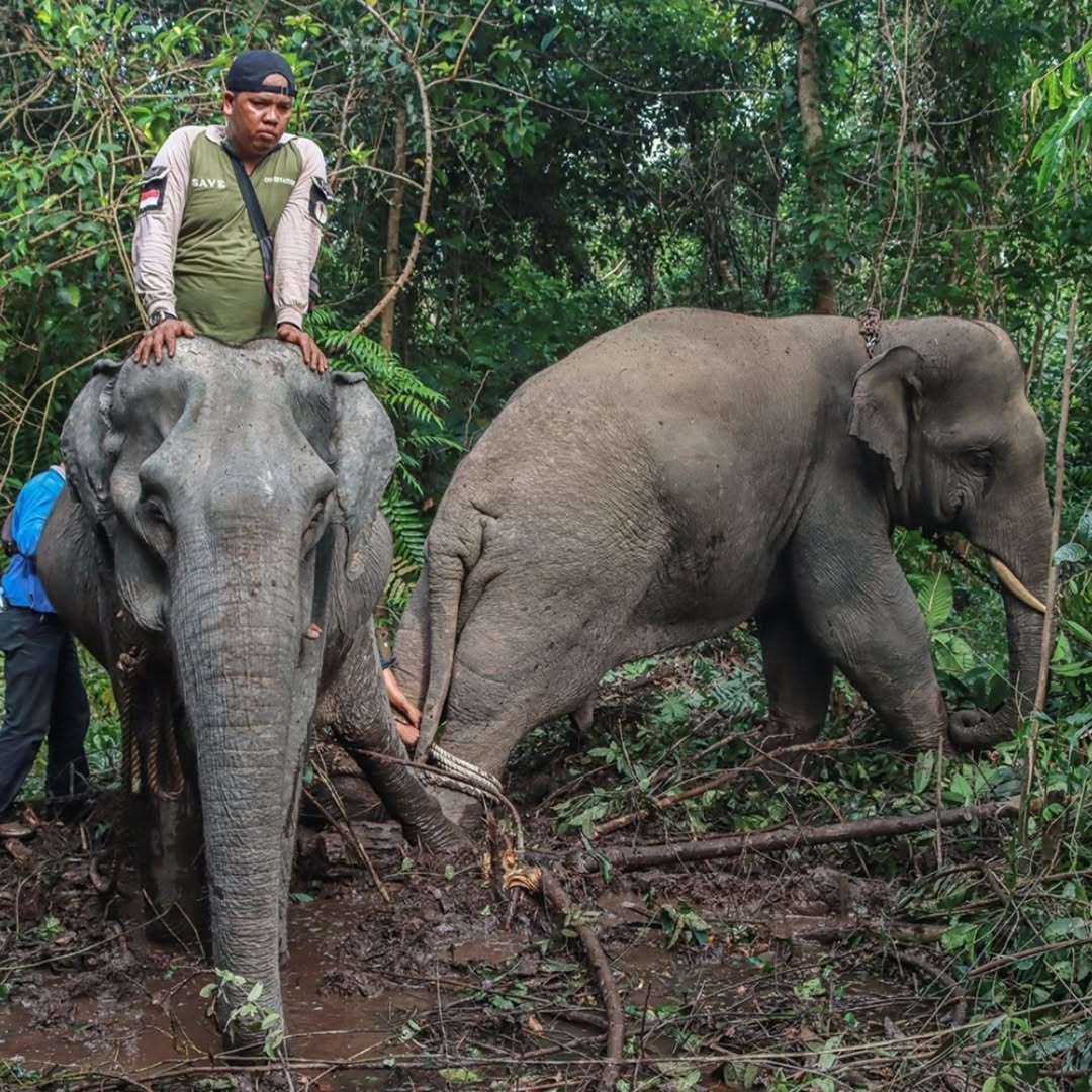 BBKSDA Riau berhasil mengevakuasi satu gajah liar yang memasuki wilayah pemukiman penduduk di pinggir Kota Pekanbaru.