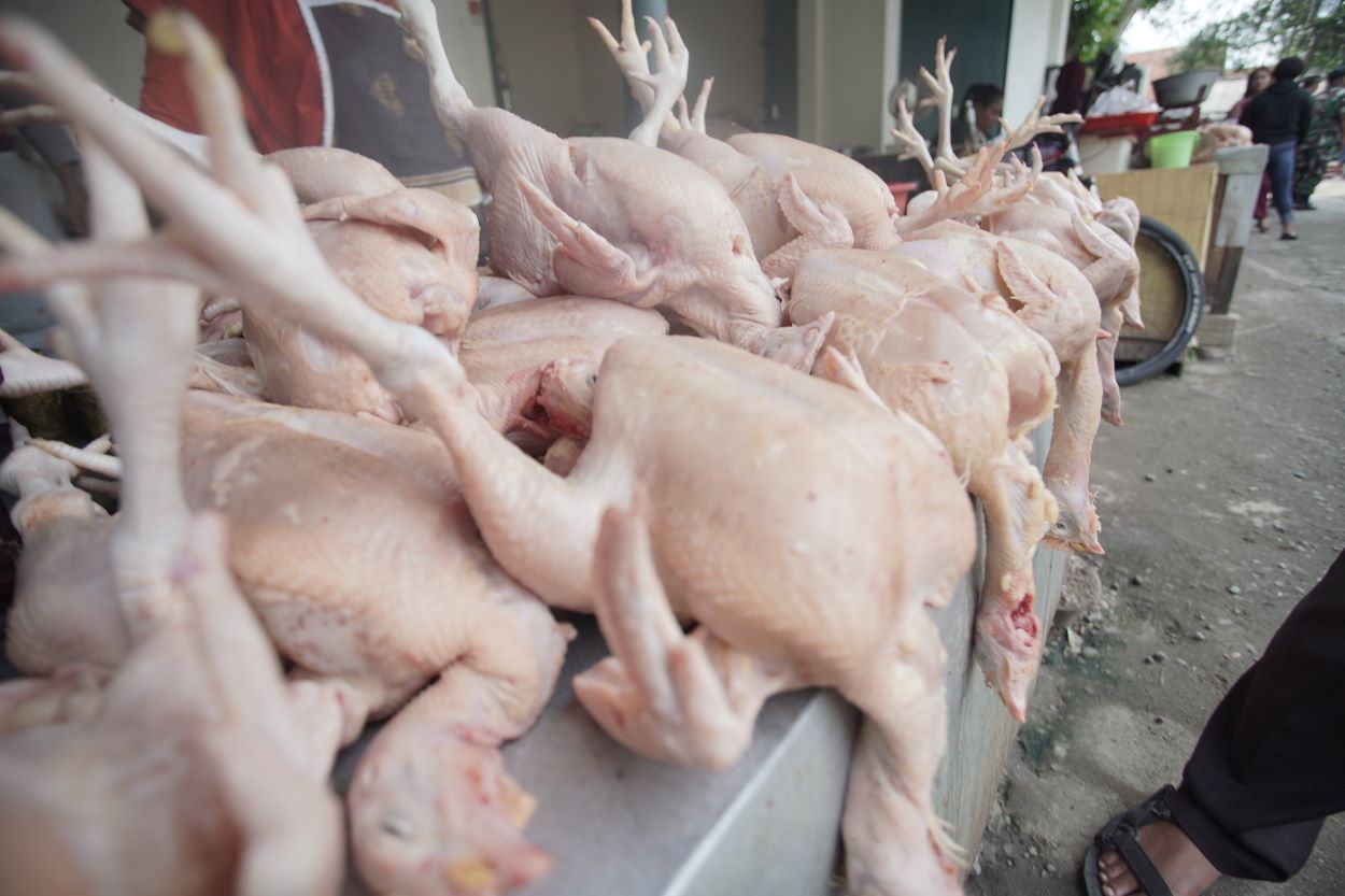 Pakar UGM Pastikan Daging Ayam Aman untuk Manusia