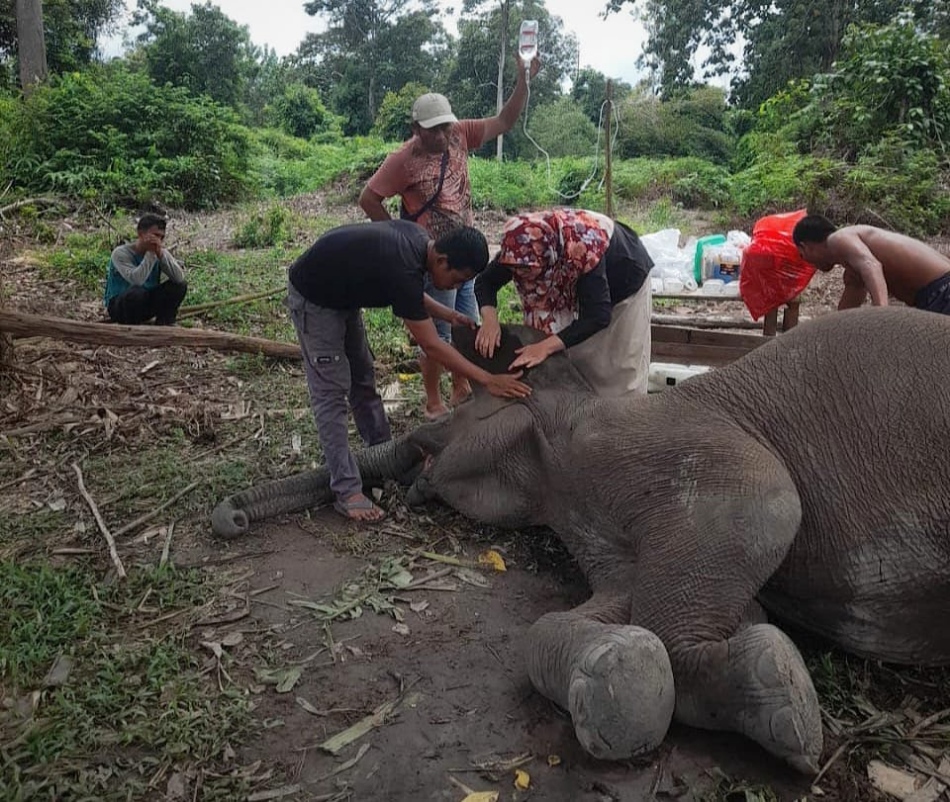 Lagi, Gajah Sumatra Ditemukan Mati di Taman Nasional Tesso Nilo