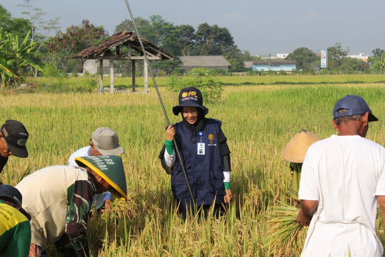 Bulog Yogyakarta Minta Petani Tingkatkan Kualitas Gabah