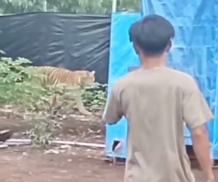 Video Harimau Sumatra yang masuk ke camp lapangan perusahaan industri kehutanan pada areal PBPH di Pelalawan mendapat perhatian luas.