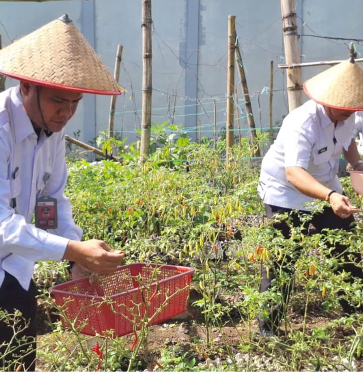 SETELAH sukses memanen jagung, kali ini Rutan Kelas IIB Tarutung memanen tanaman sayur seperti terong, cabai, daun bawang, dan daun singkong