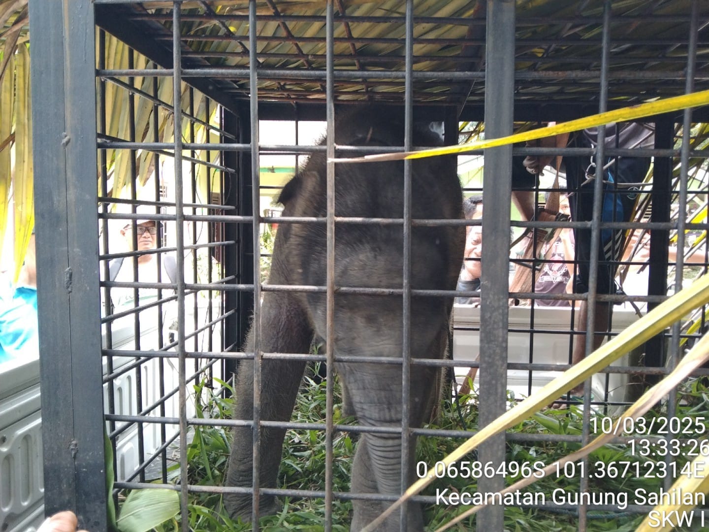 BBKSDA Riau Selamatkan Anak Gajah Sumatra yang Tersesat