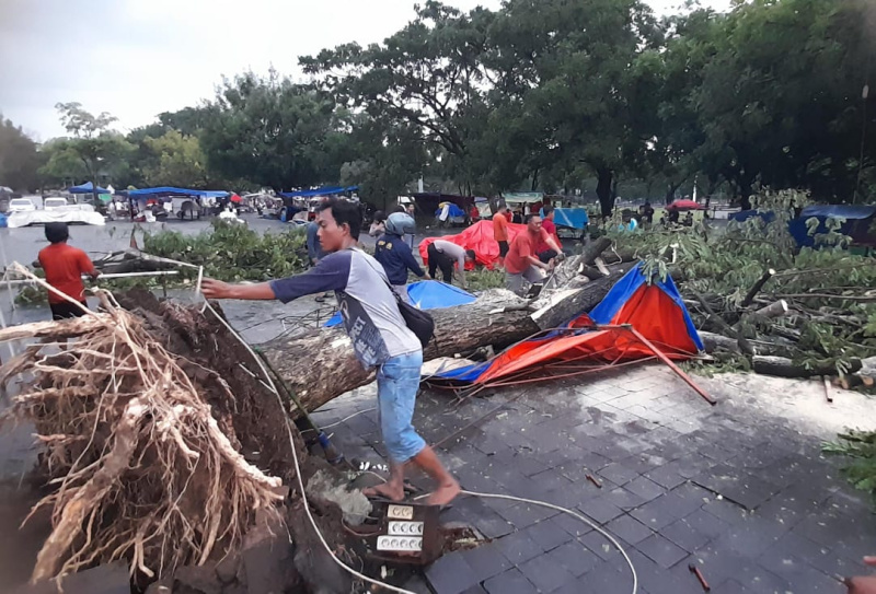 Seorang Perempuan Tewas Tertimpa Pohon Tumbang