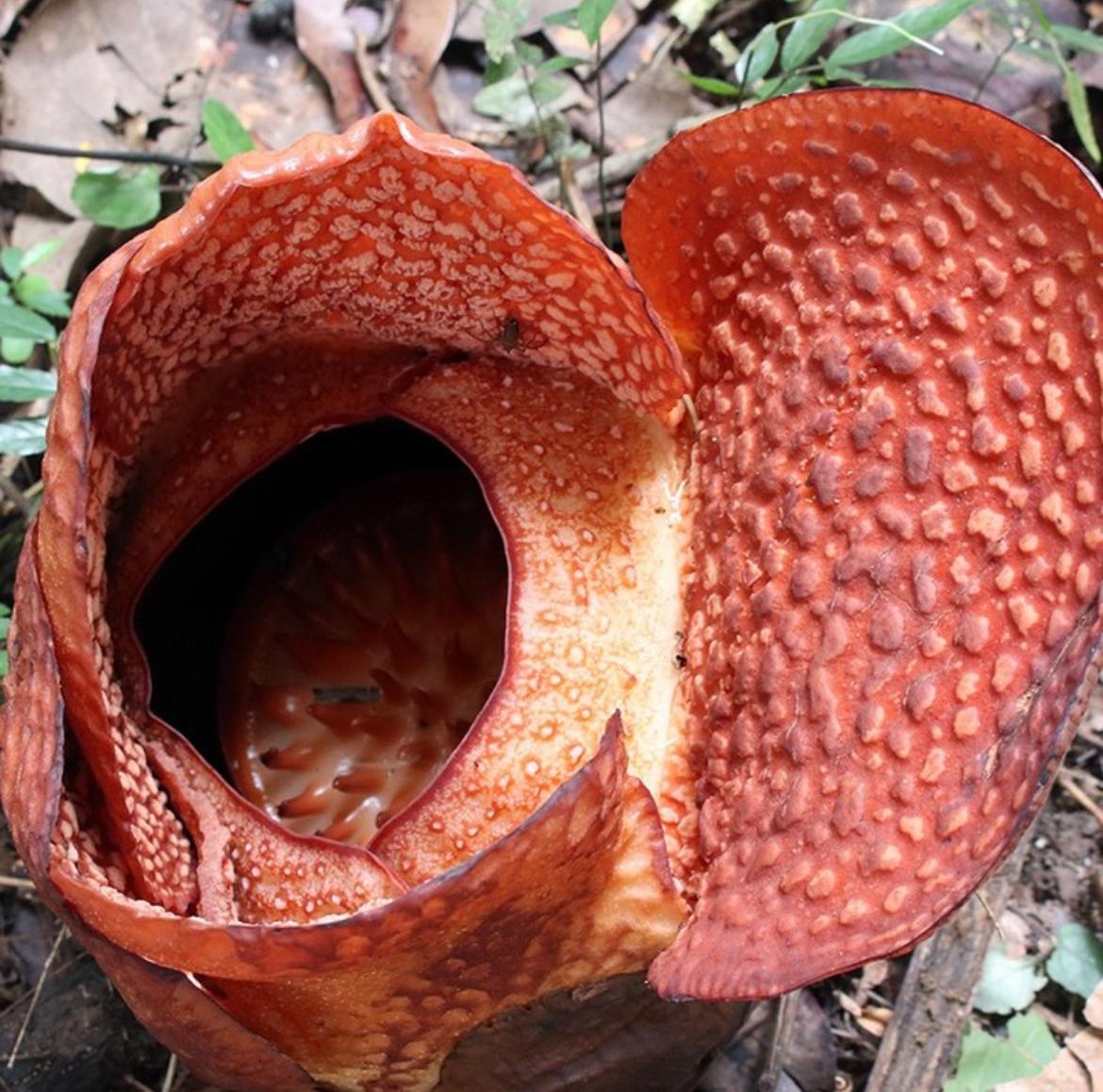 Sejumlah Tanaman Hampir Punah Termasuk Rafflesia Arnoldii