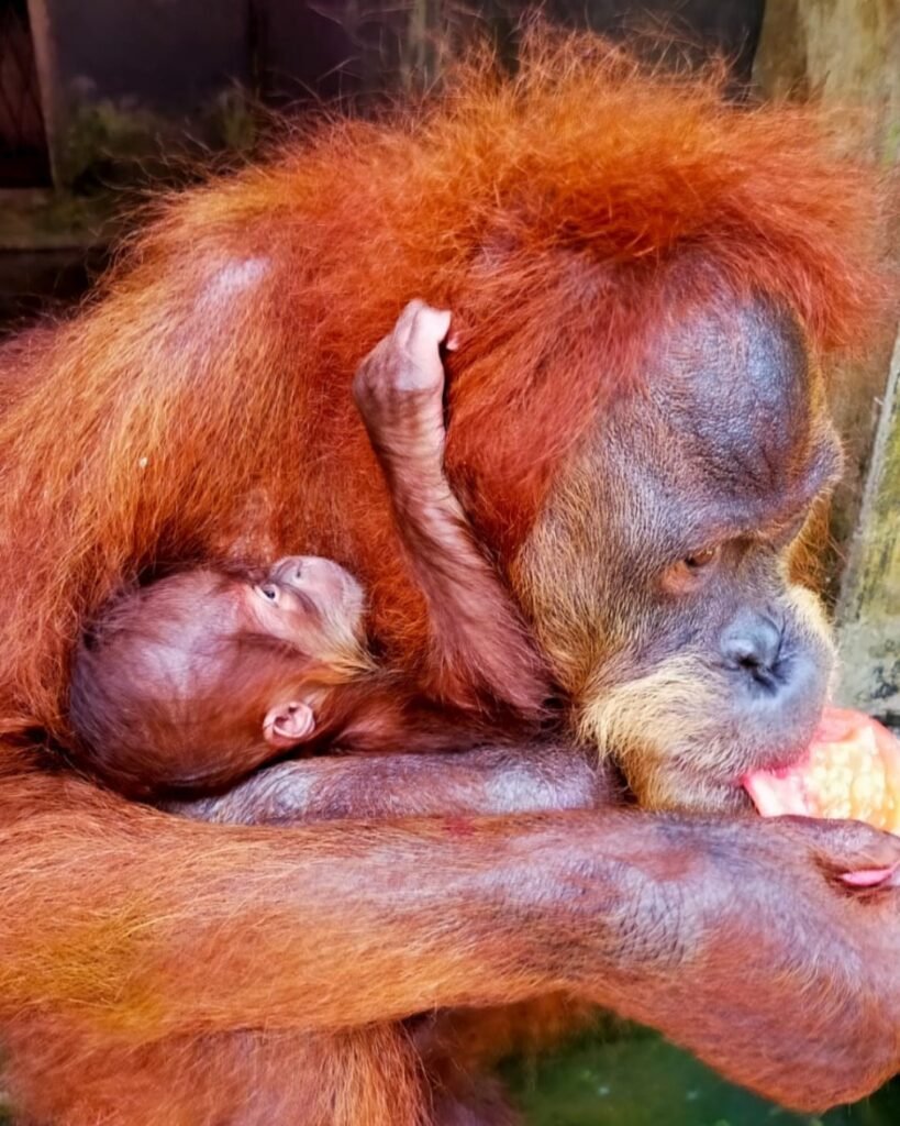 Orangutan memiliki strategi bertahan hidup di hutan dengan menyesuaikan ketersediaan makanan dan aktivitas sehingga terhindar dari penyakit