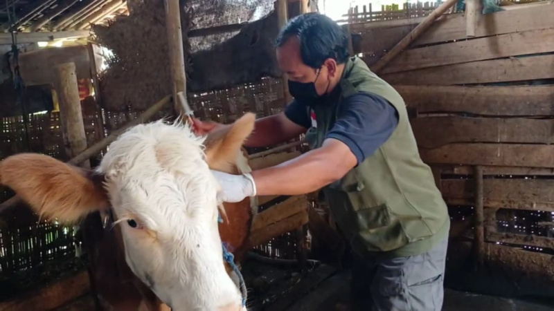 Pemkab Boyolali Perketat Pengawasan PMK Jelang Idul Adha