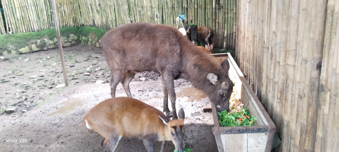 HAMPIR dua pekan Kebun Binatang Bandung ditutup untuk pengujung. Hal itu bisa dilihat dari masih terpasangnya police line di pintu masuk