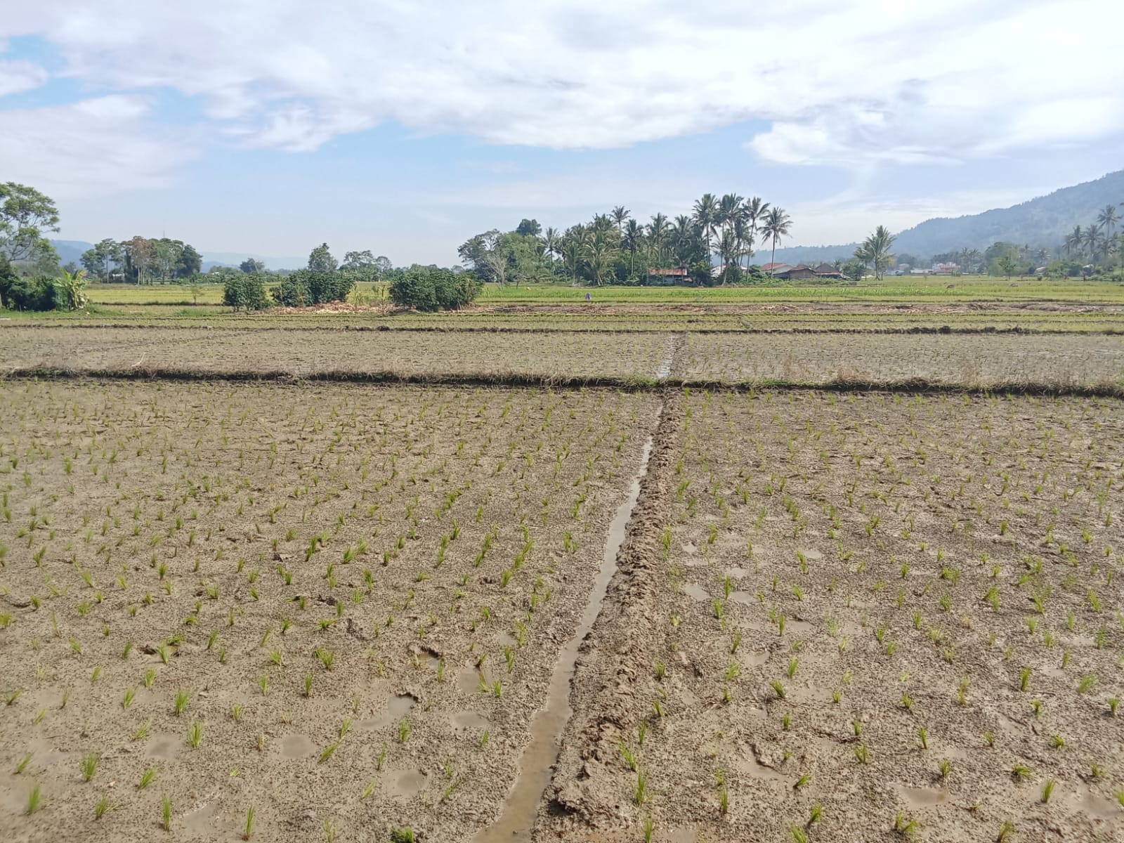 Petani Desa Sitompul Harapkan Pembinaan Distan untuk Tanam Padi IP2