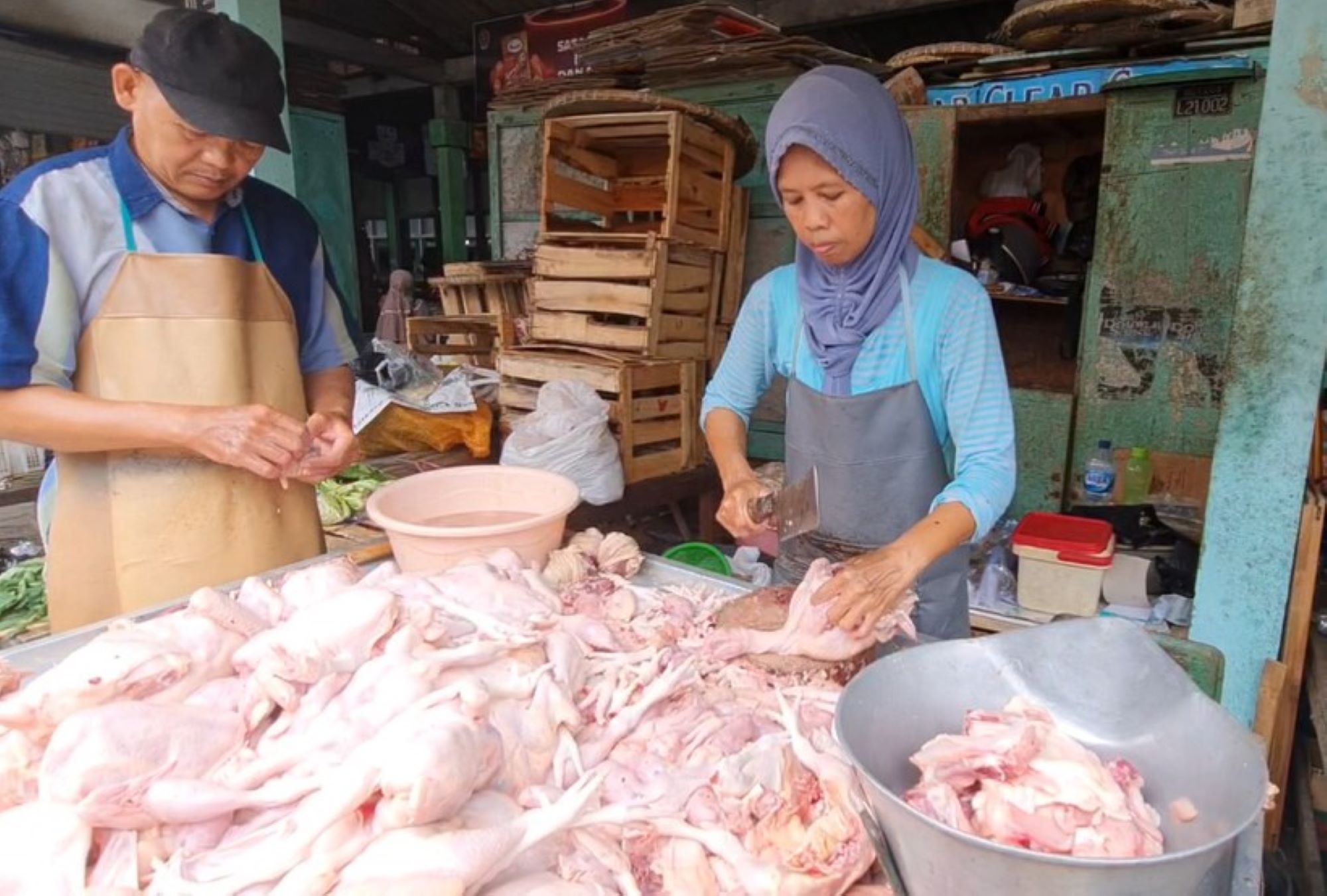 Ketajaman Pisau Kurangi Stres Ayam Saat Disembelih