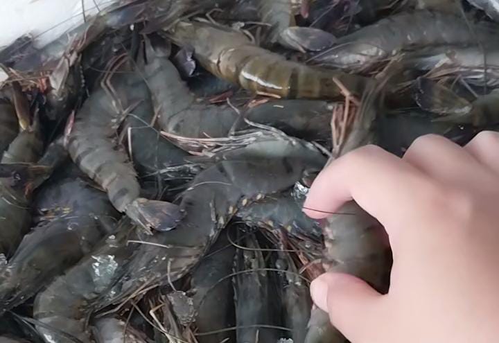 PEMERINTAH Provinsi Jawa Barat melalui Dinas Kelautan dan Perikanan (DKP) Jabar menjamin produk udang asal daerah tersebut aman dikonsumsi
