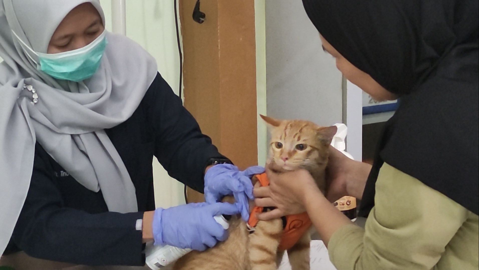 bebas rabies seluruh dunia ditargetkan pada 2030