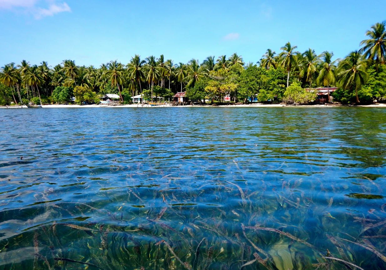 UGM dan BRIN Selesaikan Peta Nasional Padang Lamun