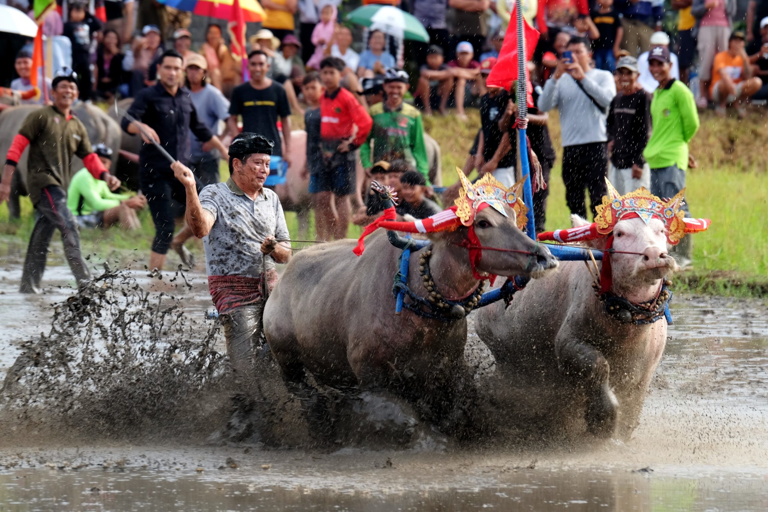 UNTUK menjaga tradisi khas daerah, Pemkab Jembara kembali menggalakan Lomba Mekepung Lampit 2025. Bupati Jembrana, membuka langsung lomba.