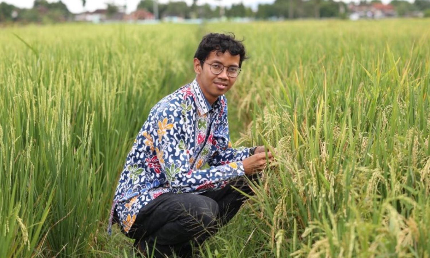 UGM Hadirkan Beras Prezokasi