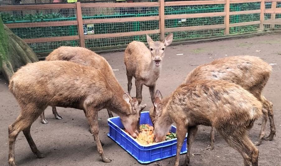 Satwa Bandung Zoo Bertahan dengan Sisa Pakan dan Donasi