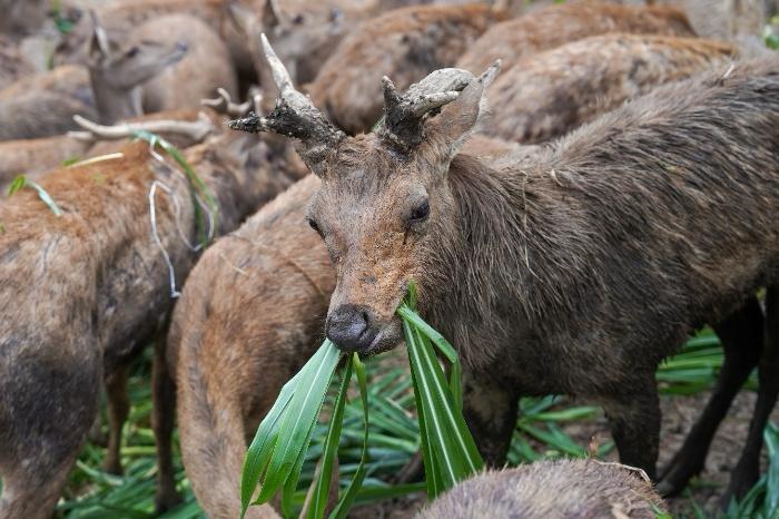 Tim Gabungan Gagalkan Perburuan Liar di TN Komodo