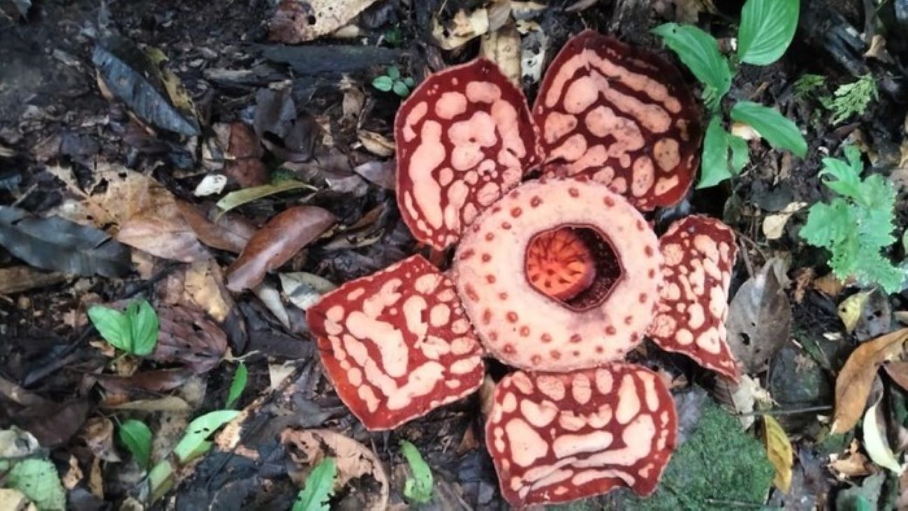 Kemunculan Rafflesia haseltii di Sumbar Terdokumentasi