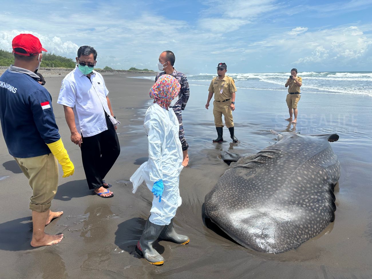 SEEKOR Hiu paus jantan berukuran 5,2 meter ditemukan terdampar di Pantai Pasir Puncu, Desa Keburuhan, Ngombol, Purworejo, Jawa Tengah,