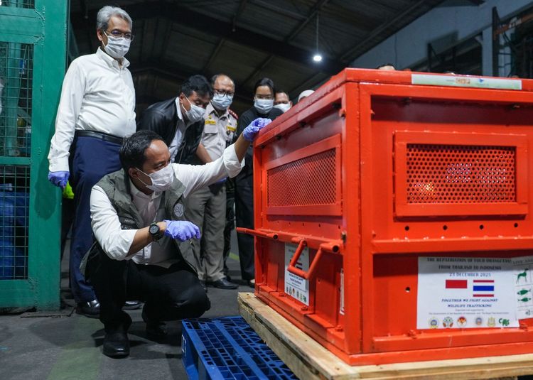 Kemenhut Repatriasi Empat Orangutan dari Thailand