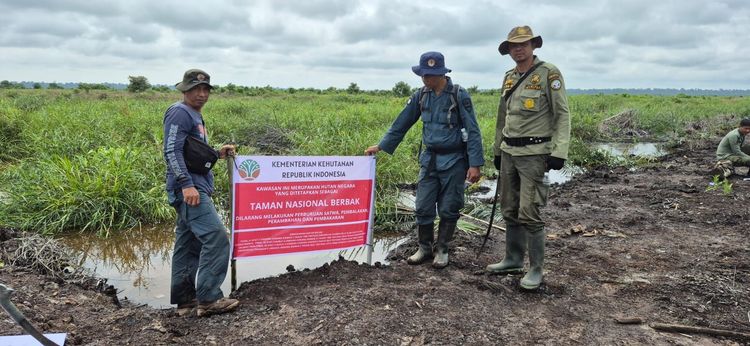 Gakkum Kehutanan Tertibkan Sawit Ilegal di TN Berbak Sembilang
