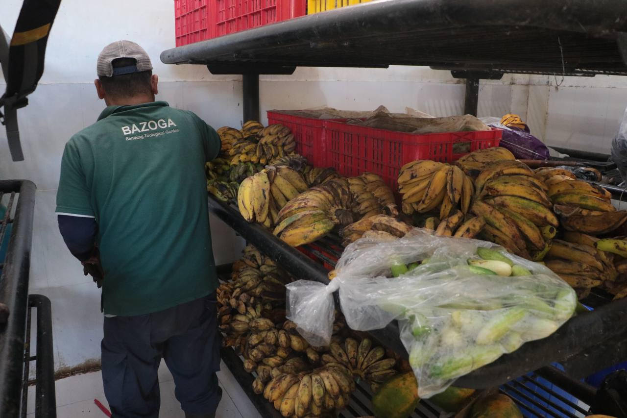 Pakan Satwa dari Kemenhut Mulai Disalurkan ke Bandung Zoo