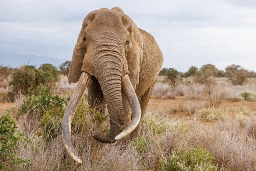 Kematian Gajah Craig Bukti Sukses Konservasi Kenya