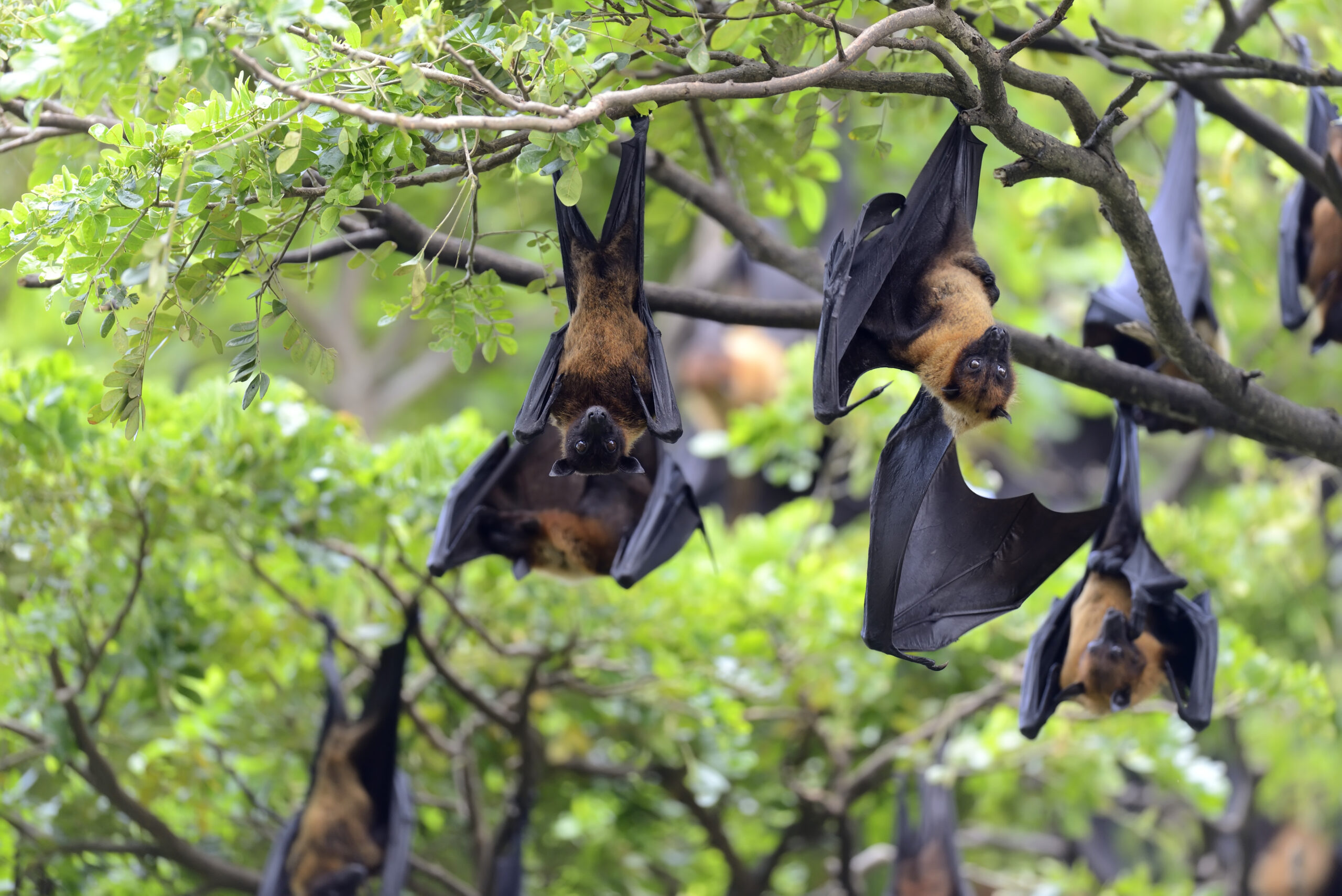 virus nipah mewabah di India