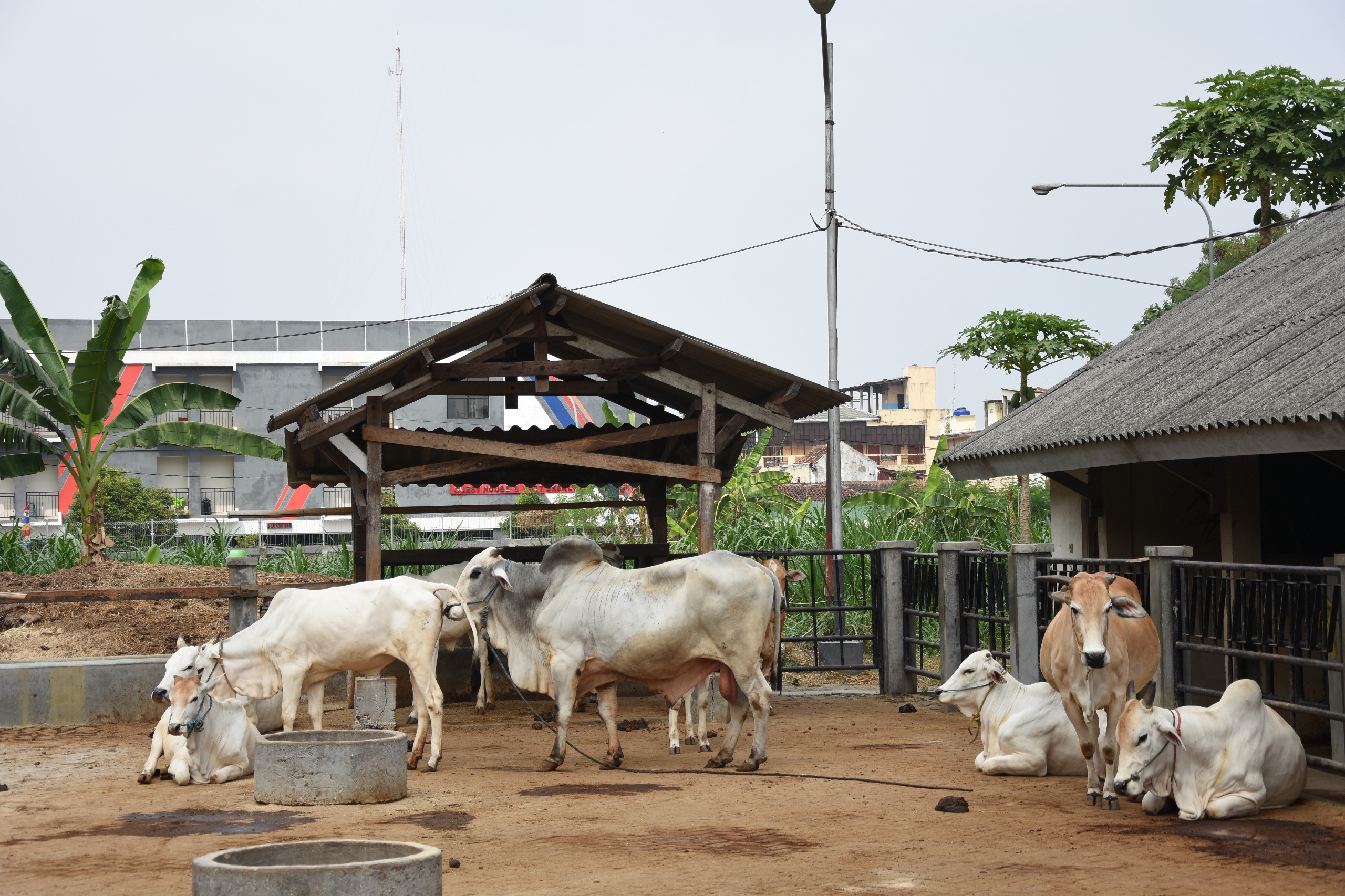 Fapet UGM Kembangkan Pakan Hijauan Bernutrisi Tinggi