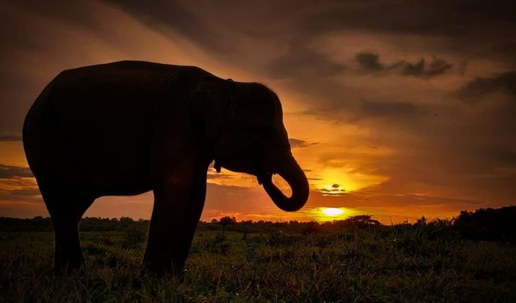 Kades Braja Asri Tewas dalam Konflik Gajah Way Kambas