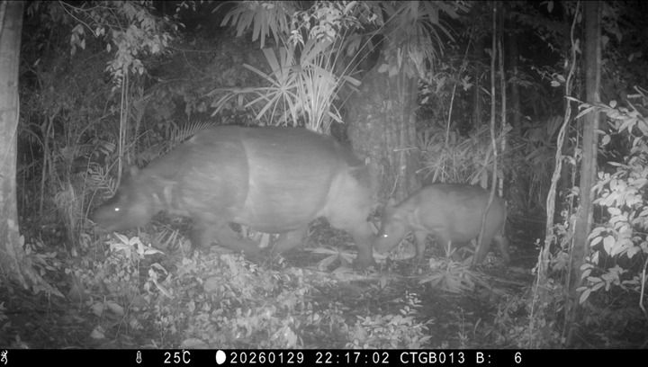 Induk dan Anak Badak Jawa Terekam Camera Trap di Ujung Kulon