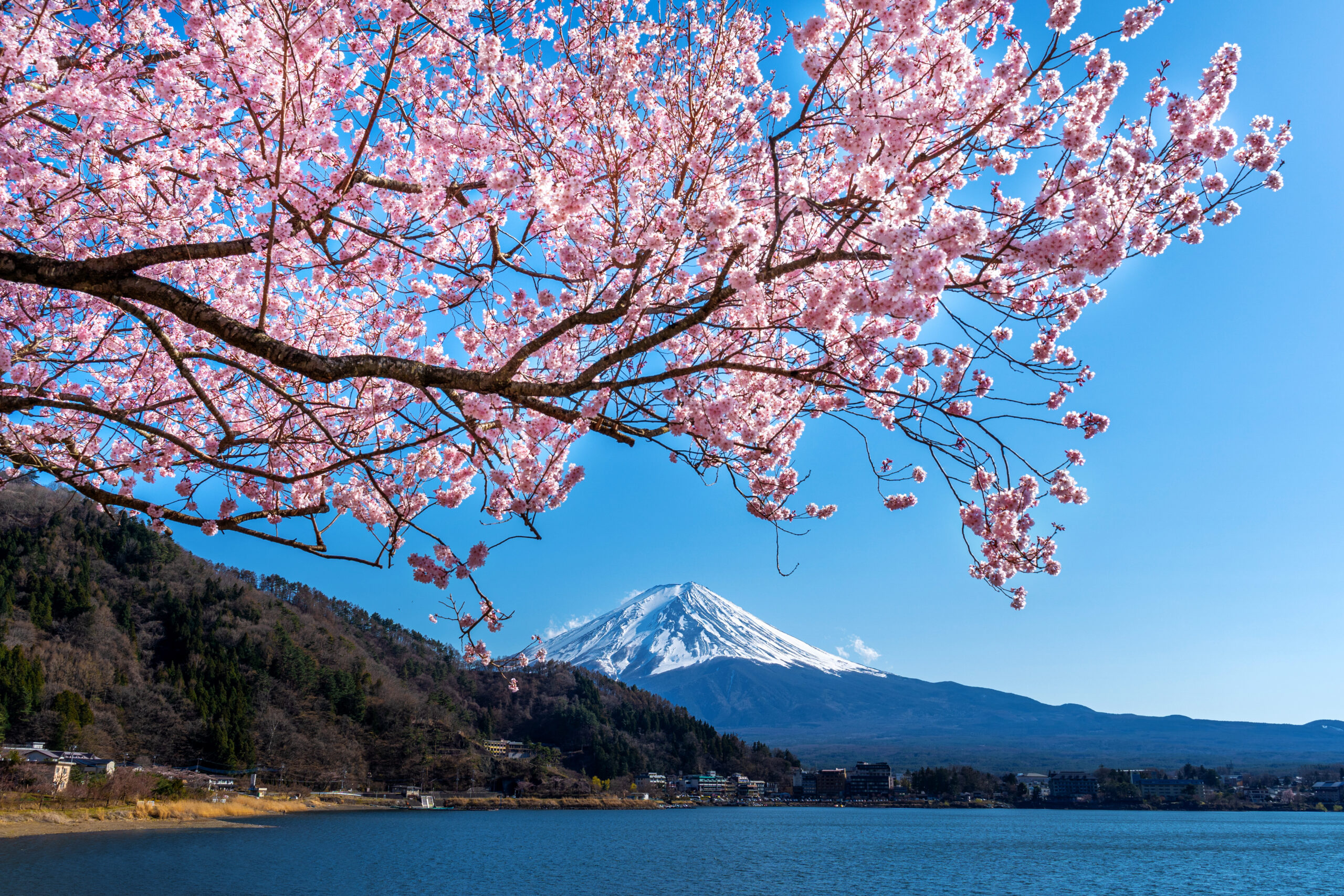 Festival Sakura di dekat gunung Fuji dibatalkan