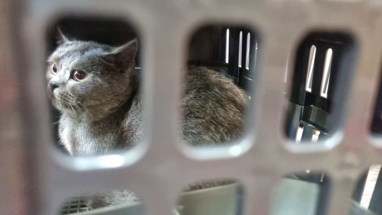 Pengiriman Hewan Peliharaan Tercatat Meningkat saat Libur Lebaran