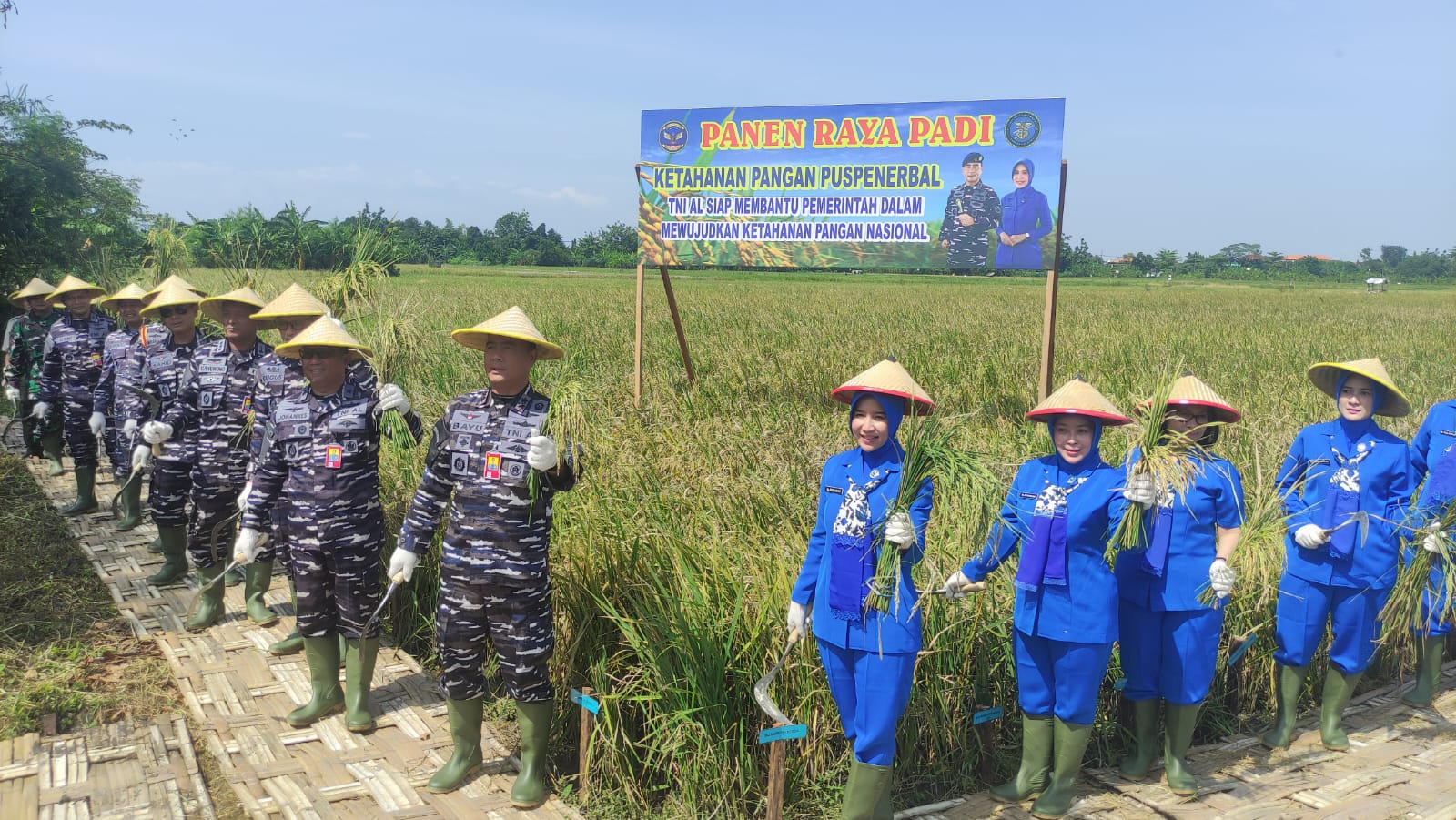 Puspenerbal Gelar Panen Raya Padi Varietas Unggul