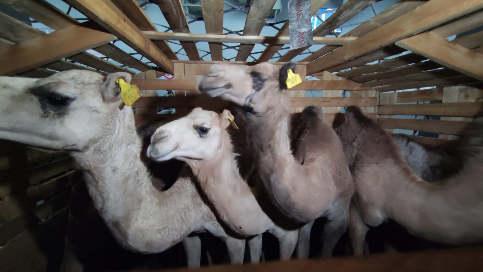 Impor Sapi, Domba dan Unta dari Australia Dorong Swasembada Pangan