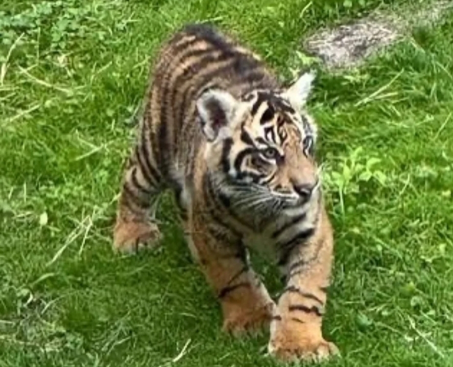 Lagi, Anak Harimau Benggala Mati di Bandung Zoo