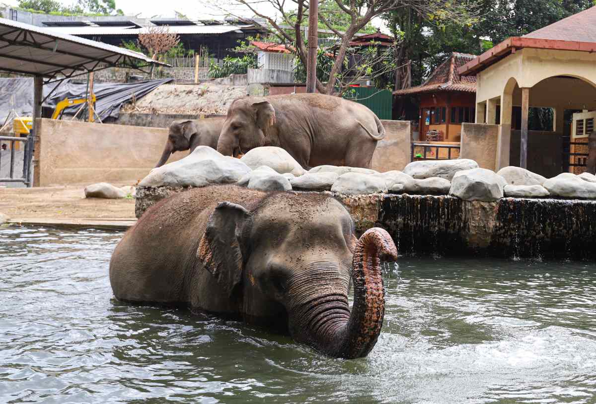 Tingkatkan Pelayanan, Manajemen Gembira Loka Zoo Naikkan Harga Tiket
