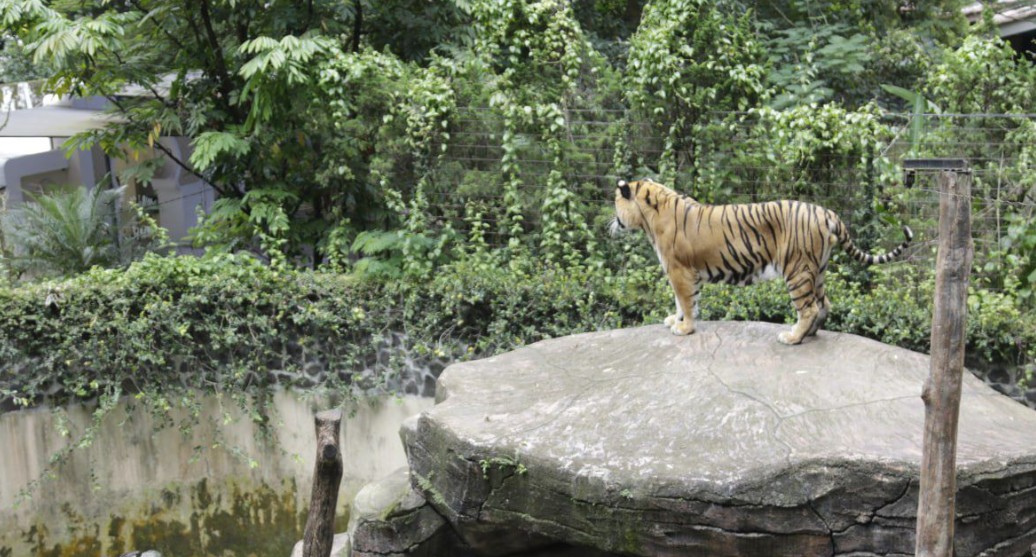 Ahli Waris Bandung Zoo Prihatin atas Matinya Dua Ekor Anak Harimau Benggala 