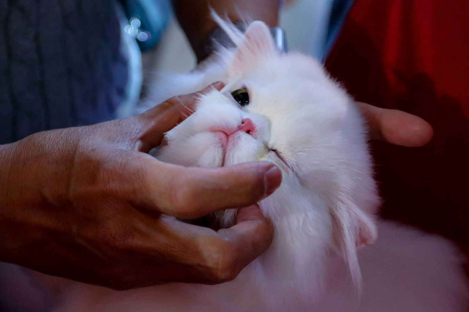 Para Pecinta Kucing Tumpek Blek di Shibuya Catwalk International Cat Show