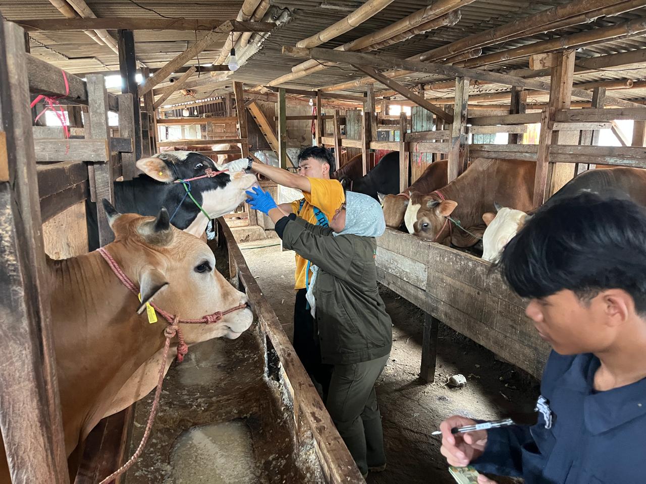 DKPP Kota Bandung Pastikan Hewan Kurban Sehat dan Halal dengan Aplikasi E-Selamat